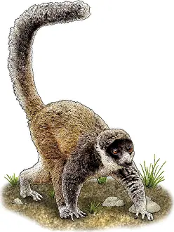 True Prints: Mongoose Lemur