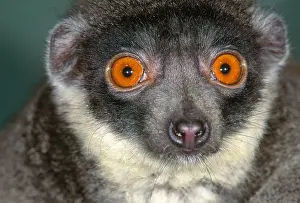 Closeup Prints: Mongoose Lemur