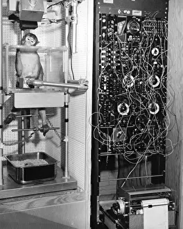 Senses Prints: Monkey Behavioral Experiments