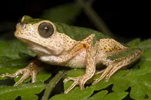 Blooded Prints: Monkey Frog