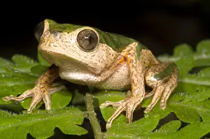 Blooded Prints: Monkey Frog