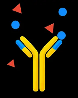 Monoclonal antibodies