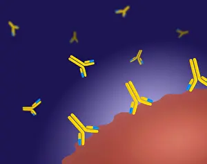 Medication Prints: Monoclonal antibodies