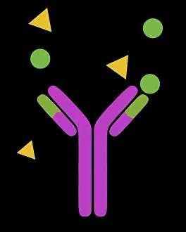 Medication Prints: Monoclonal antibodies