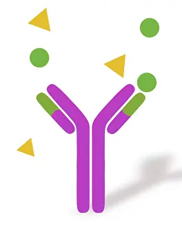 Medication Prints: Monoclonal antibodies