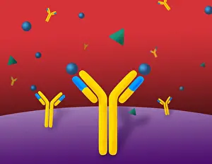 Medication Prints: Monoclonal antibodies
