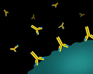 Medication Prints: Monoclonal antibodies