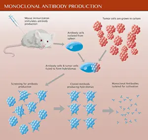 Treatment Prints: Monoclonal Antibody Production, Illustration