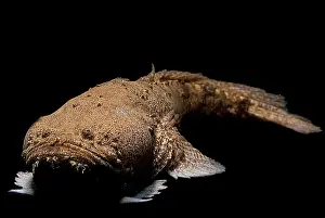 Monster Prints: Monster Fish