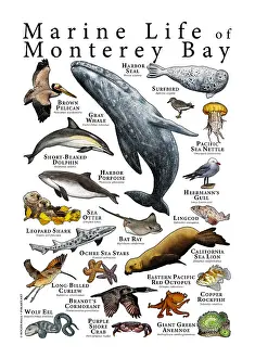 Bats Prints: Monterey Bay Marine Life
