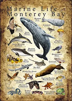 California Prints: Monterey Bay Marine Life