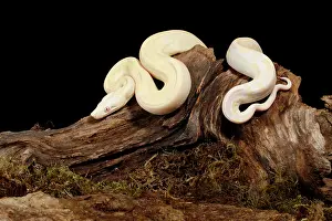 Genetics Prints: Moonglow Colombian Red-tail Boa