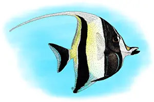 Moorish Prints: Moorish Idol