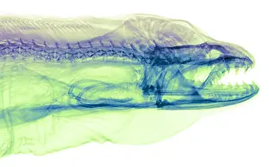 Mixed Science Images Prints: Moray Eel, Gymnothorax funebris, X-ray