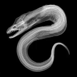 Fish Prints: Moray Eel, X-ray