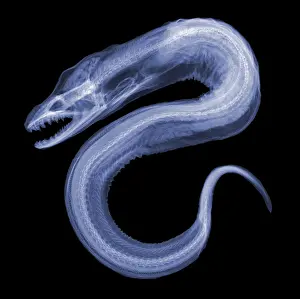 Radiography Prints: Moray Eel, X-ray