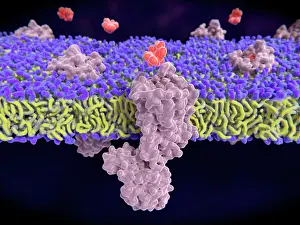 Drugs Prints: Morphine binding to opioid receptors, illustration