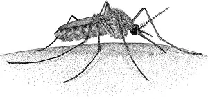 Virus Prints: Mosquito
