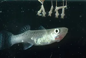 Mosquito Prints: Mosquitofish with Larvae