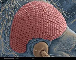 Mosquito's Head
