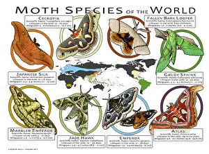 Atlas Prints: Moth Species of the World