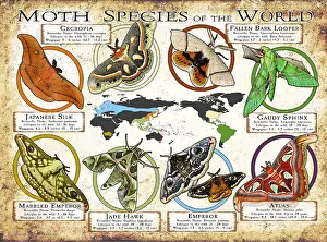 Insect Prints: Moth Species of the World