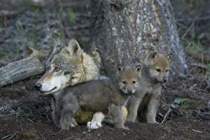 Immature Prints: Mother Grey Wolf or Tmber Wolf with Two Baby Cubs, Rocky Mountains