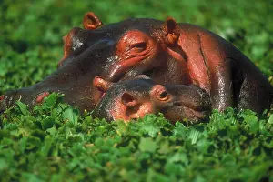 World Cultures Prints: Mother hippo and calf