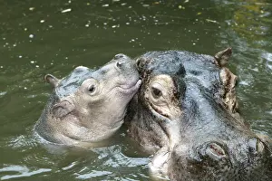 Waters Prints: Mother Hippopotamus And Baby in the Water