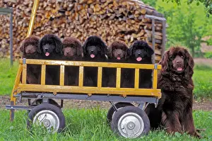 Dogs Prints: Mother Newfoundland or Newfie, with With Puppies in a Cart