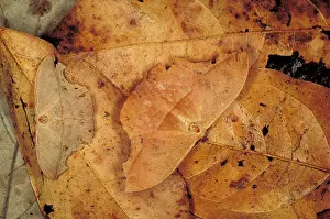 Island Prints: Moths