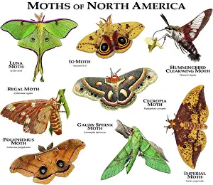 Specie Prints: Moths of North America