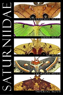 Collage Prints: Moths of North America