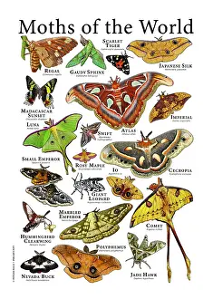 Atlas Prints: Moths of the World
