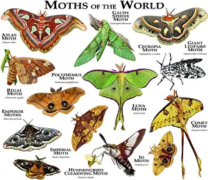 Atlas Prints: Moths of the World