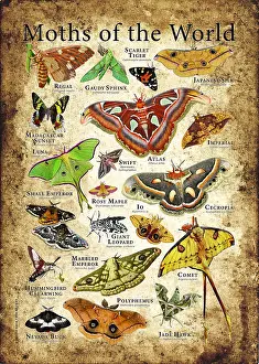 Insect Prints: Moths of the World
