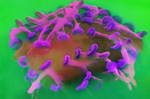 Plate Prints: Motor Nerve, Synapses, under a microscope (SEM)