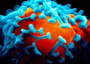 Plate Prints: Motor Nerve, Synapses, under a microscope (SEM)