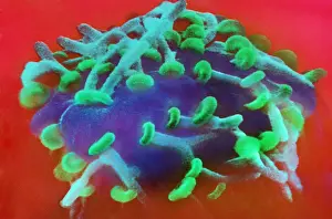 Plate Prints: Motor Nerve, Synapses, under a microscope (SEM)
