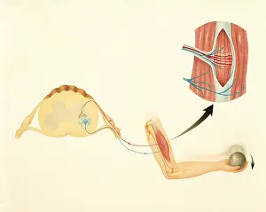 Central Prints: Motor nerves and stretch reflex