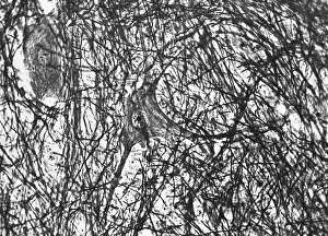 Histology Prints: Motor Neuron, TEM