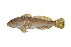 Freshwater Prints: Mottled Sculpin