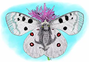Mountain Prints: Mountain apollo butterfly