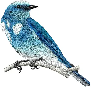 Animals Prints: Mountain Bluebird