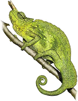 Chameleon Prints: Mountain Chameleon