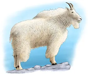 Goat Prints: Mountain Goat