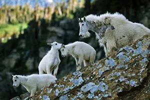 Immature Prints: Mountain Goats