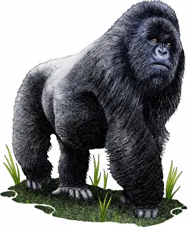 Gorilla Prints: Mountain gorilla
