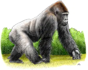 Primate Prints: Mountain Gorilla