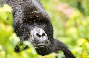 Face Prints: Mountain gorilla, Rwanda